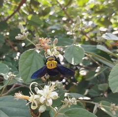 Xylocopa ruficornis