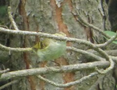 Phylloscopus pulcher