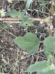 Malvastrum aurantiacum