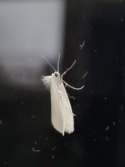 Tipanaea patulella