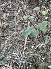 Malvastrum aurantiacum