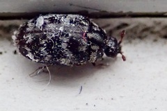 Anthrenocerus australis