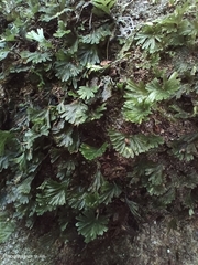 Crepidomanes minutum