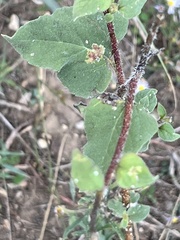 Malvastrum aurantiacum