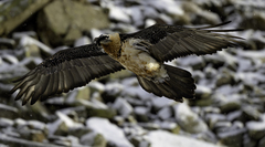 Gypaetus barbatus barbatus