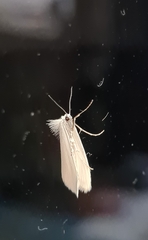 Tipanaea patulella