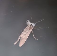 Tipanaea patulella