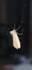 Tipanaea patulella