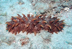 Stichopus pseudohorrens