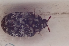 Anthrenocerus australis