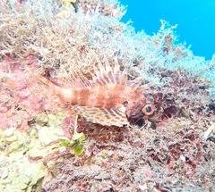 Dendrochirus barberi