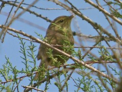 Phylloscopus fuscatus