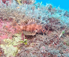 Dendrochirus barberi