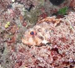 Dendrochirus barberi