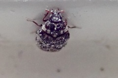 Anthrenocerus australis