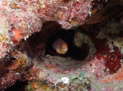 Gymnothorax melatremus