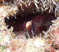 Gymnothorax melatremus
