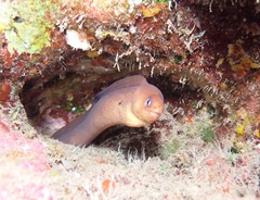 Gymnothorax melatremus