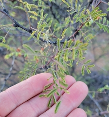 Vachellia constricta
