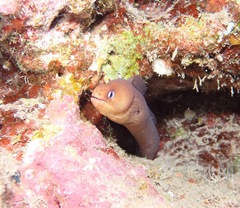 Gymnothorax melatremus