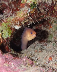 Gymnothorax melatremus