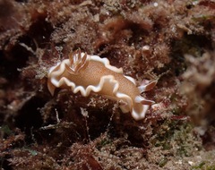 Glossodoris rufomarginata