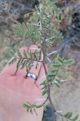 Vachellia constricta