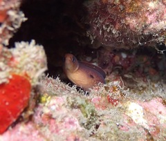 Gymnothorax melatremus