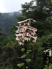Cardiocrinum giganteum