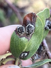 Exobasidium arctostaphyli
