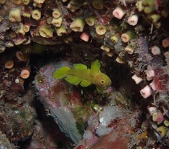 Priolepis aureoviridis
