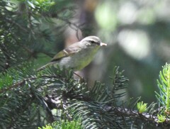 Phylloscopus humei