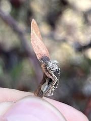 Exobasidium arctostaphyli