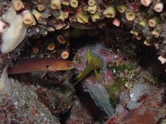 Gymnothorax melatremus