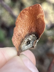 Exobasidium arctostaphyli