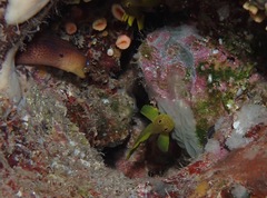 Priolepis aureoviridis