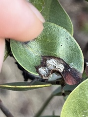 Exobasidium arctostaphyli