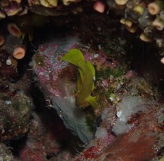 Priolepis aureoviridis