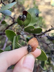 Exobasidium arctostaphyli
