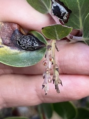Exobasidium arctostaphyli