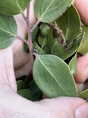 Exobasidium arctostaphyli