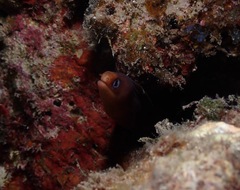 Gymnothorax melatremus