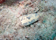Conus striatus