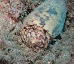 Conus striatus