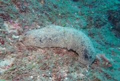 Holothuria whitmaei