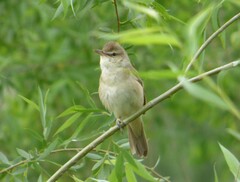 Acrocephalus orientalis