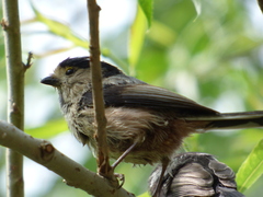 Aegithalos glaucogularis