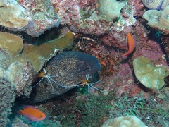 Nemanthias bicolor