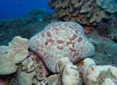 Culcita novaeguineae