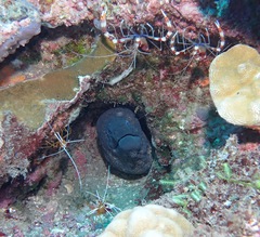 Gymnothorax flavimarginatus